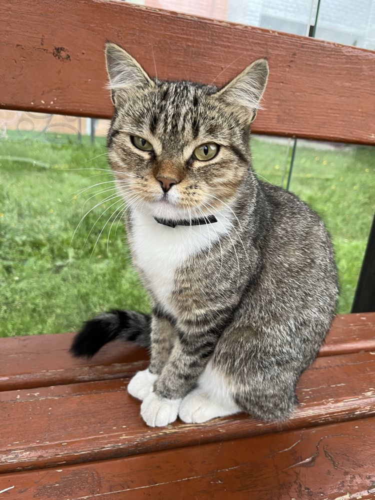 Отдам котика в хорошие руки