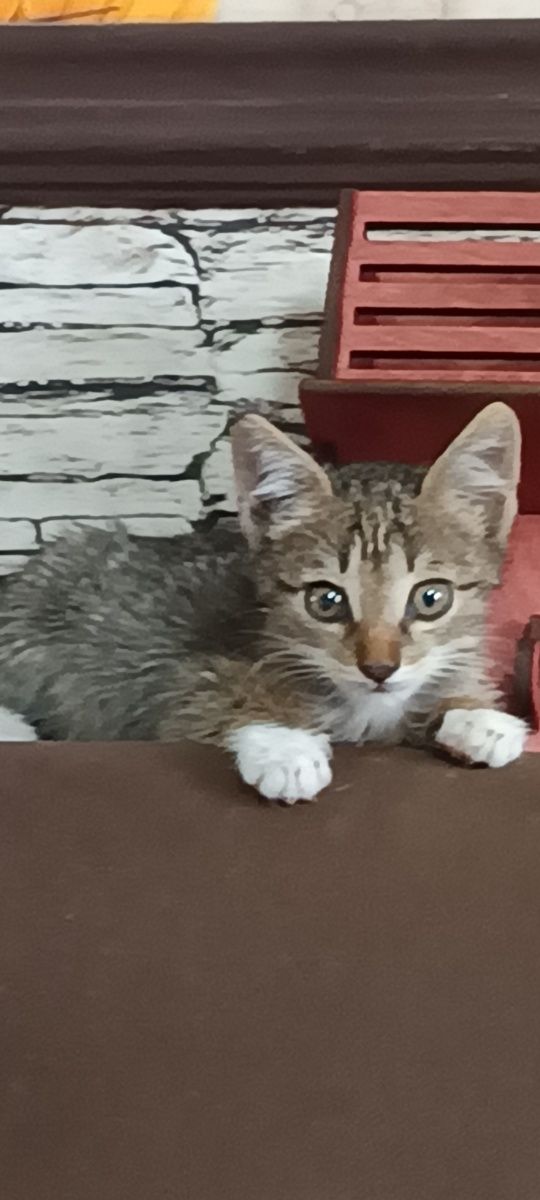 Отдам котеночка в очень добрые ручки