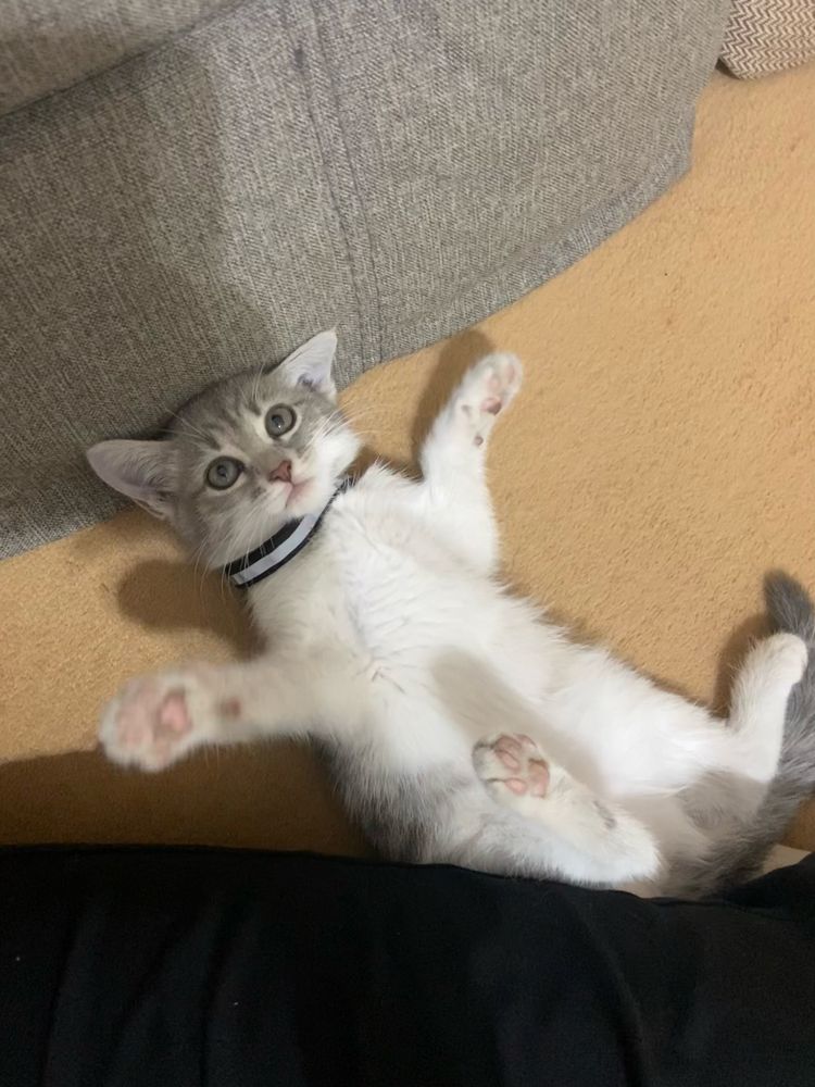 котенек отдам даром