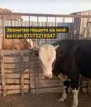 Продам быков чистокровных