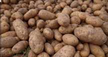 Продам картофель дачный. Цена договорная.