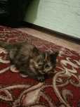 Котята в хорошие руки