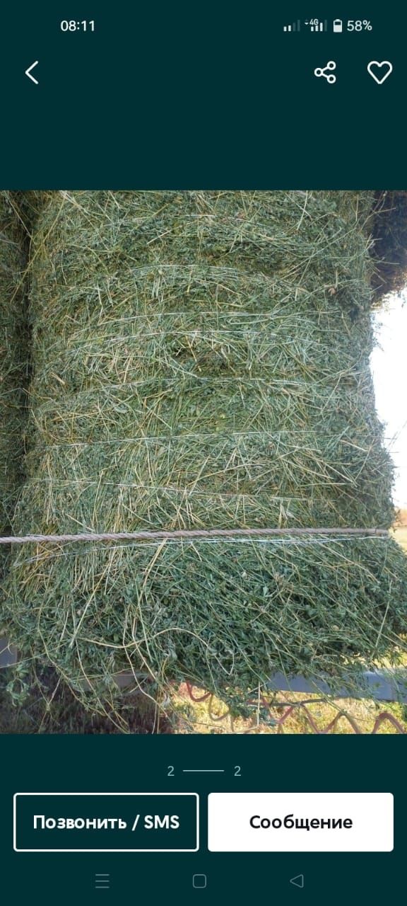 Сено люцерна жоношка урлон сатамын свежый укос жоношка люцерна пролдам
