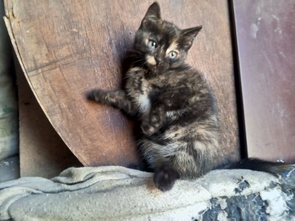 Отдам красивых котят