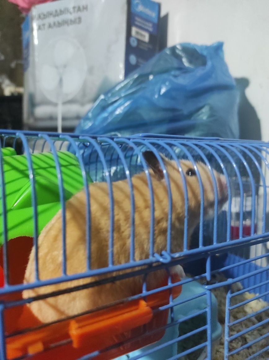 Продам хомяка сирийского с клеткой.