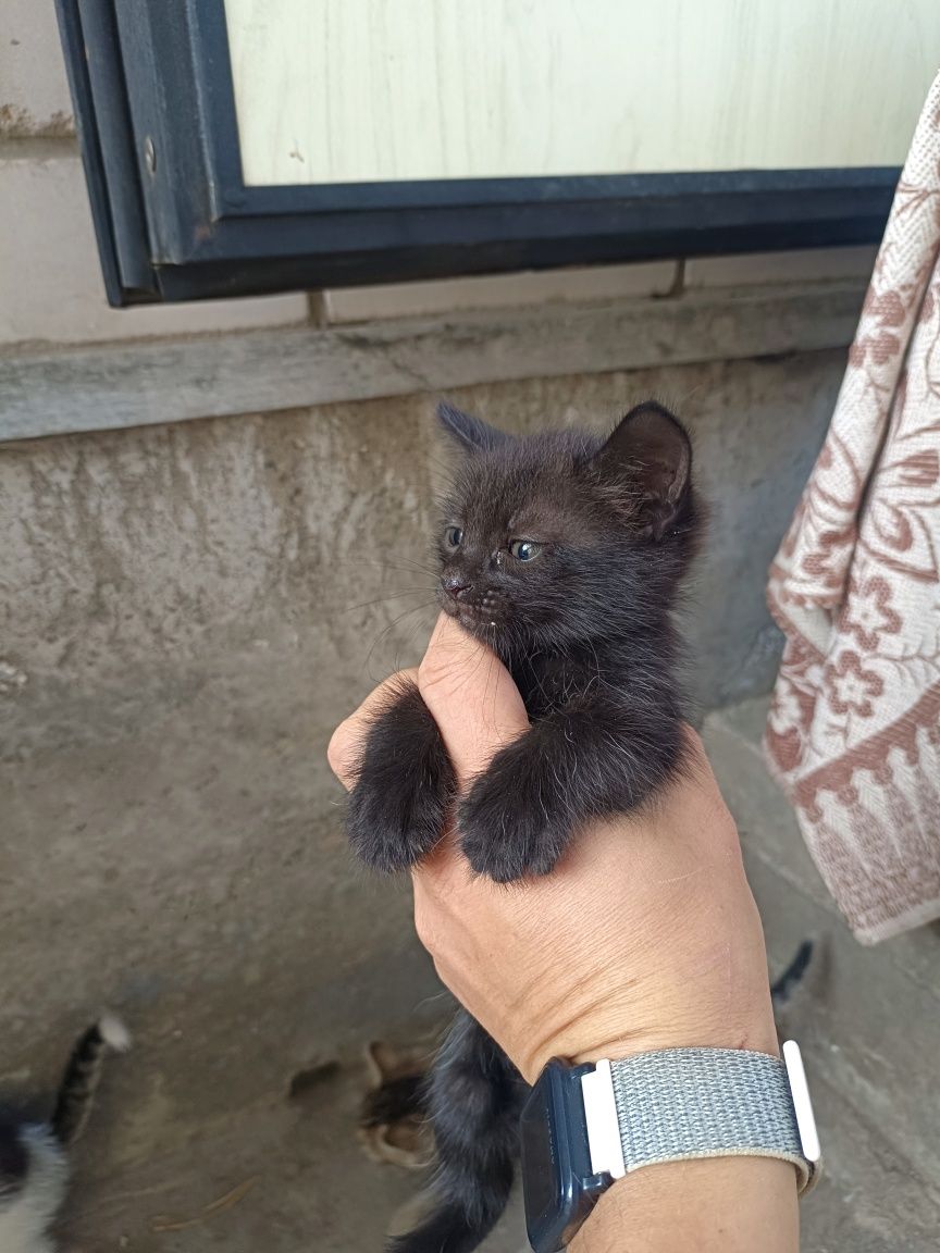 Котята, кошки, котики
