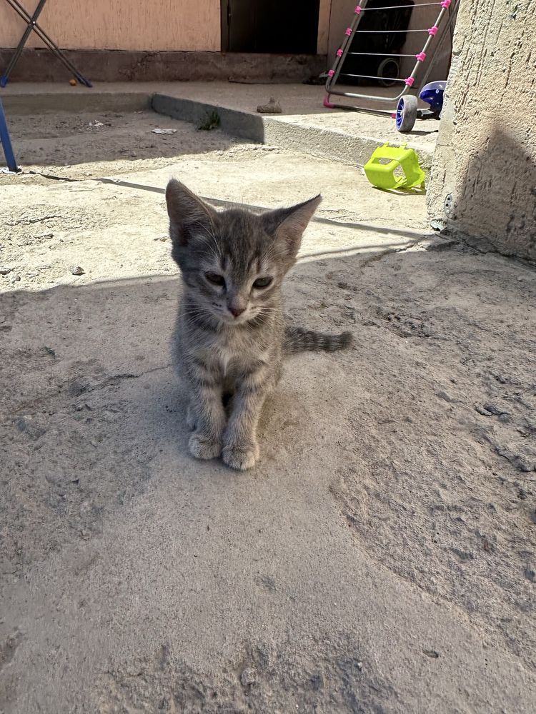 Отдам кошку с котятками