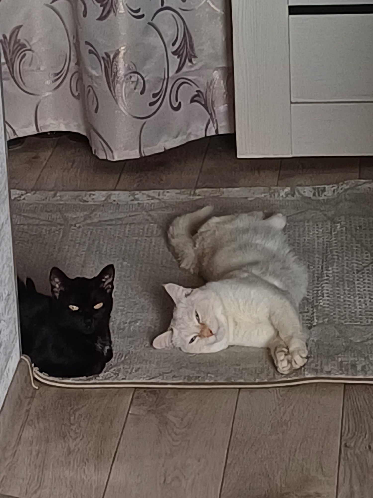 Вязка кот ищет кошку