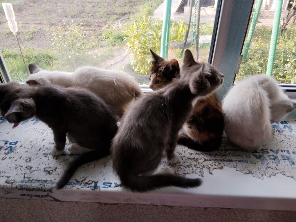 Отдам котят в добрые руки