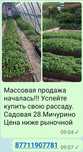 Рассада Мичурино