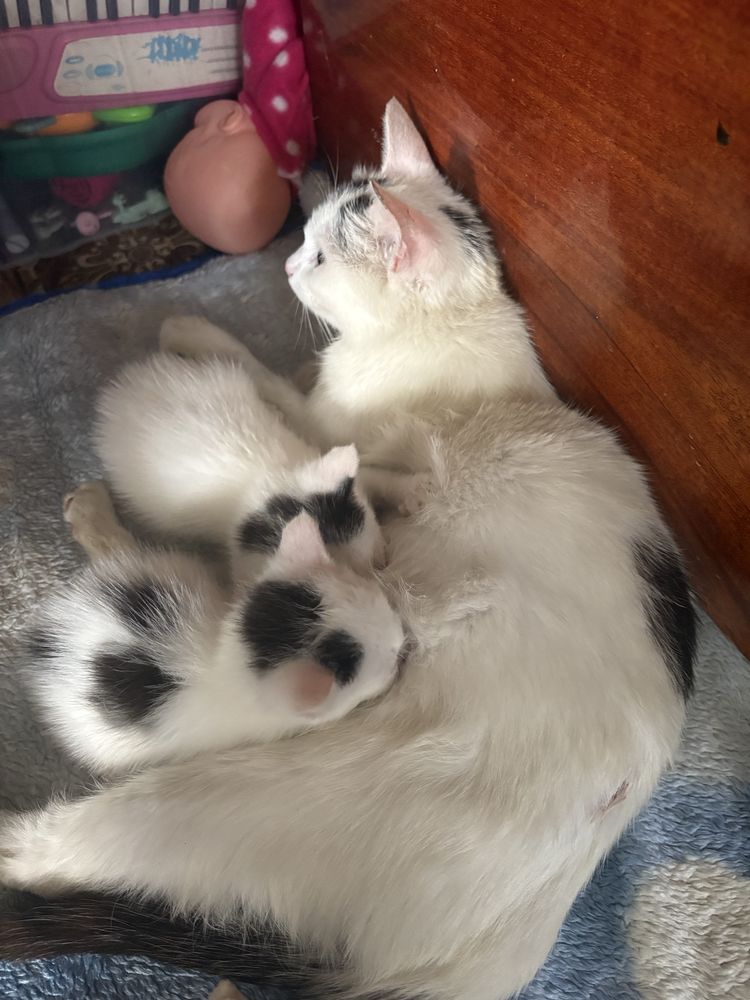 Отдам кошку с котятами
