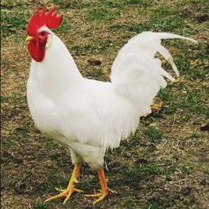 Продам молоденьких петушков Леггорна