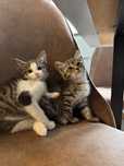 Котенок бесплатно