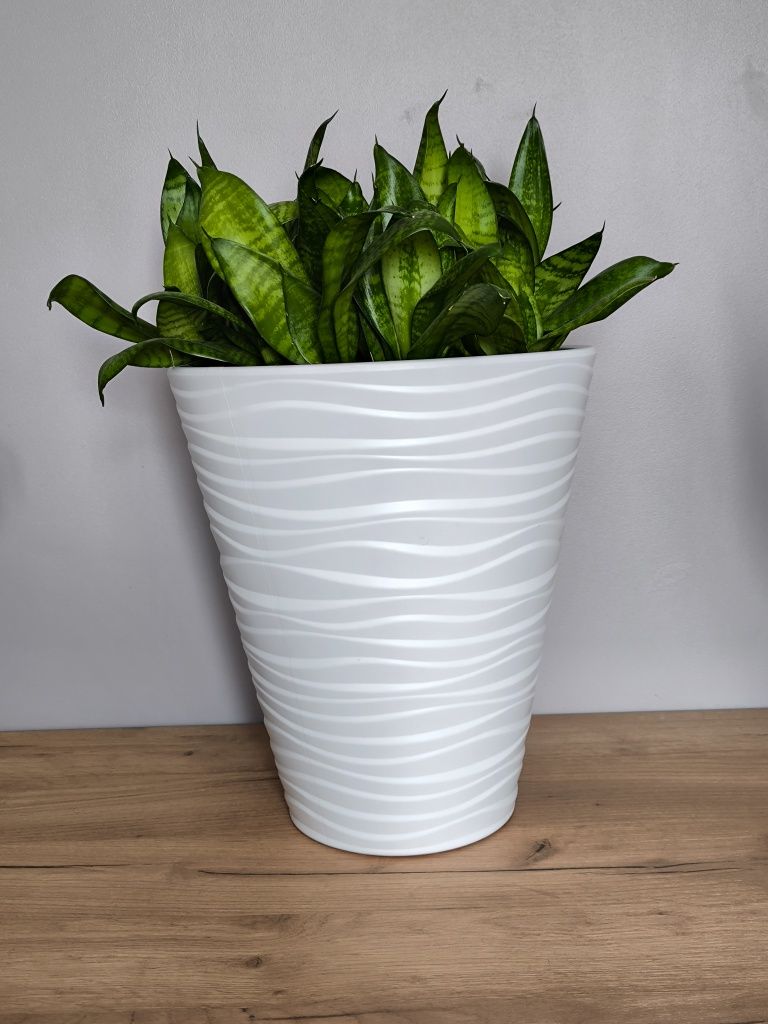 Продам комнатное растение Сансевиерия Ханни (Sansevieria Hahnii)