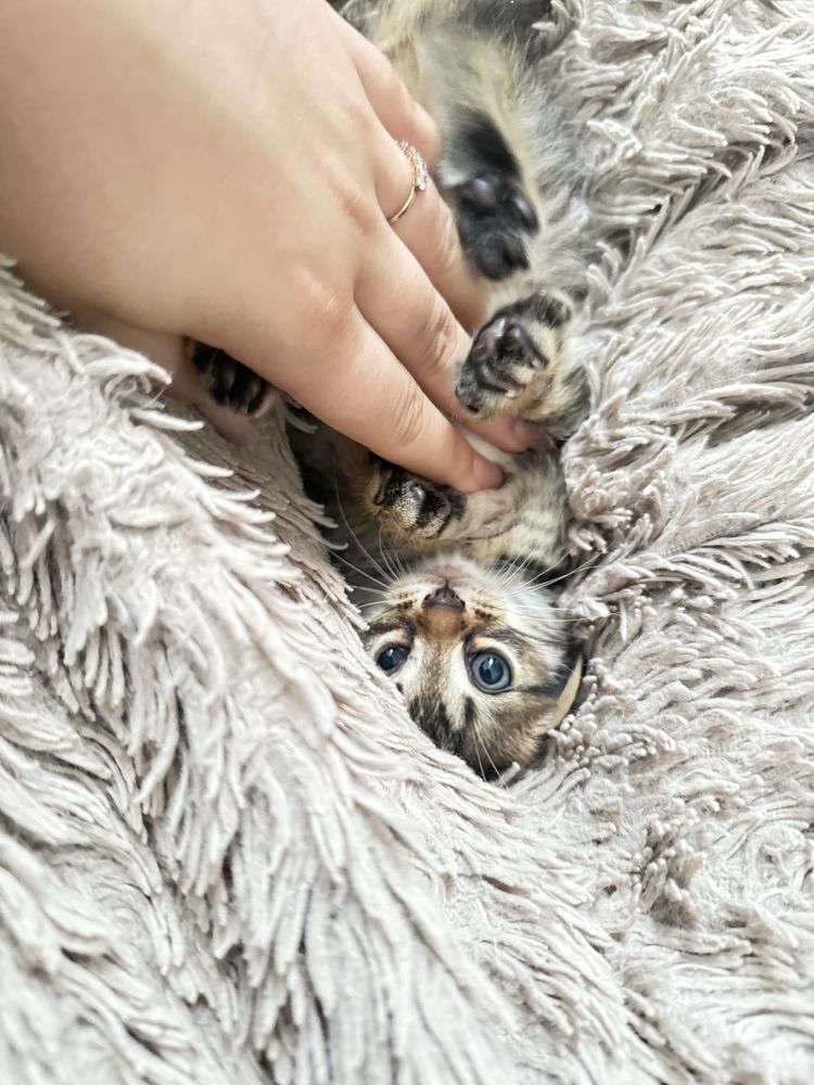 Отдам котят в добрые руки