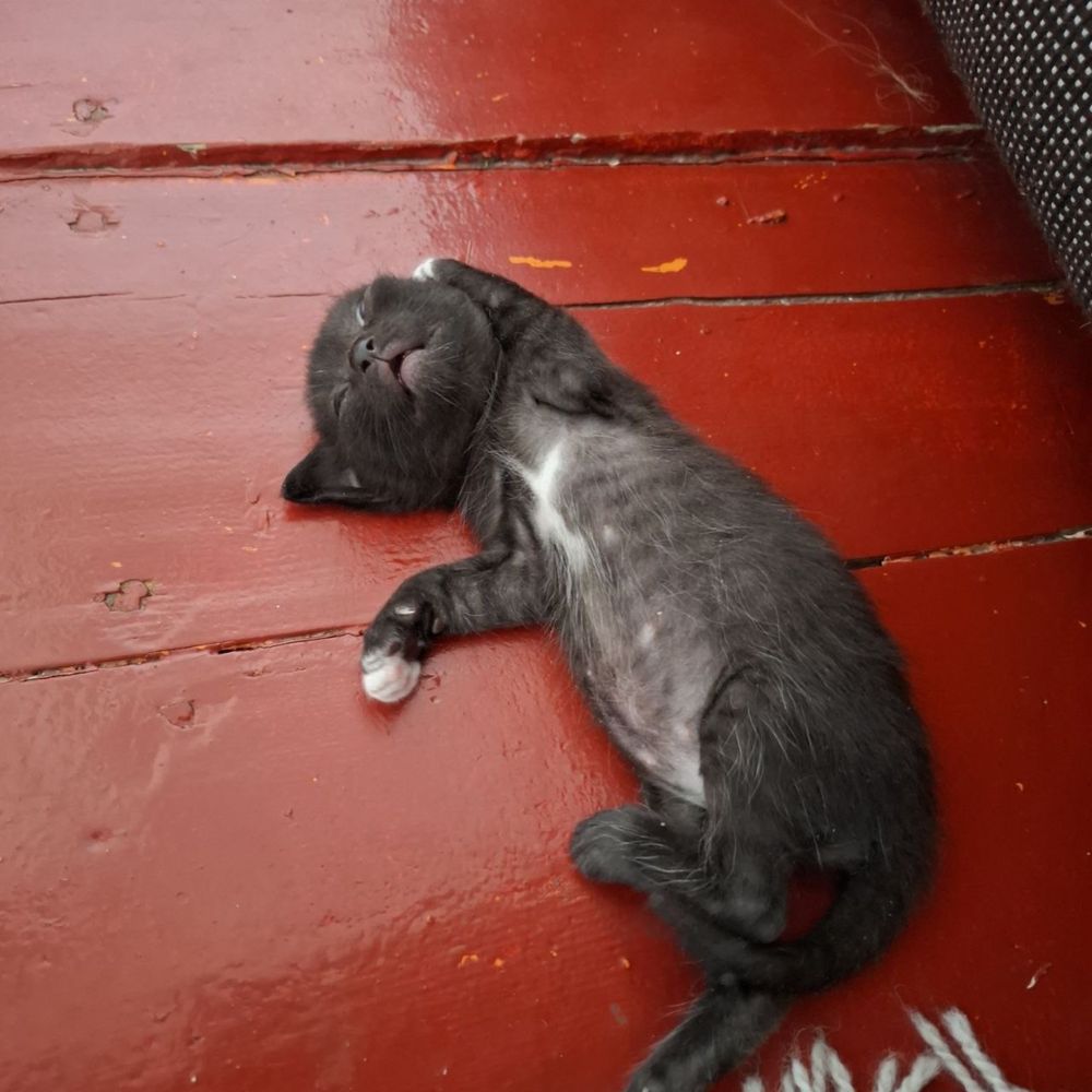 Котенка в добрые  руки