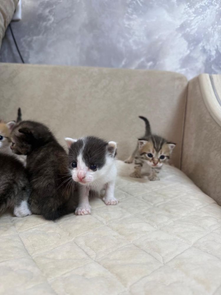 Отдам котят в добрые руки