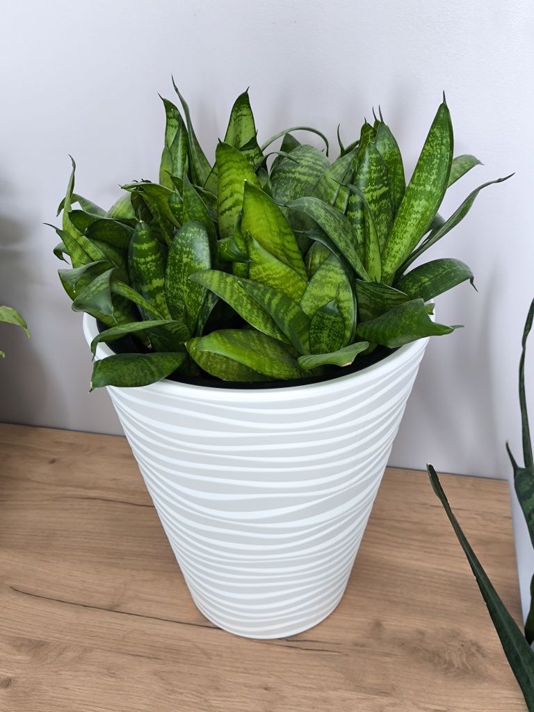 Продам комнатное растение Сансевиерия Ханни (Sansevieria Hahnii)