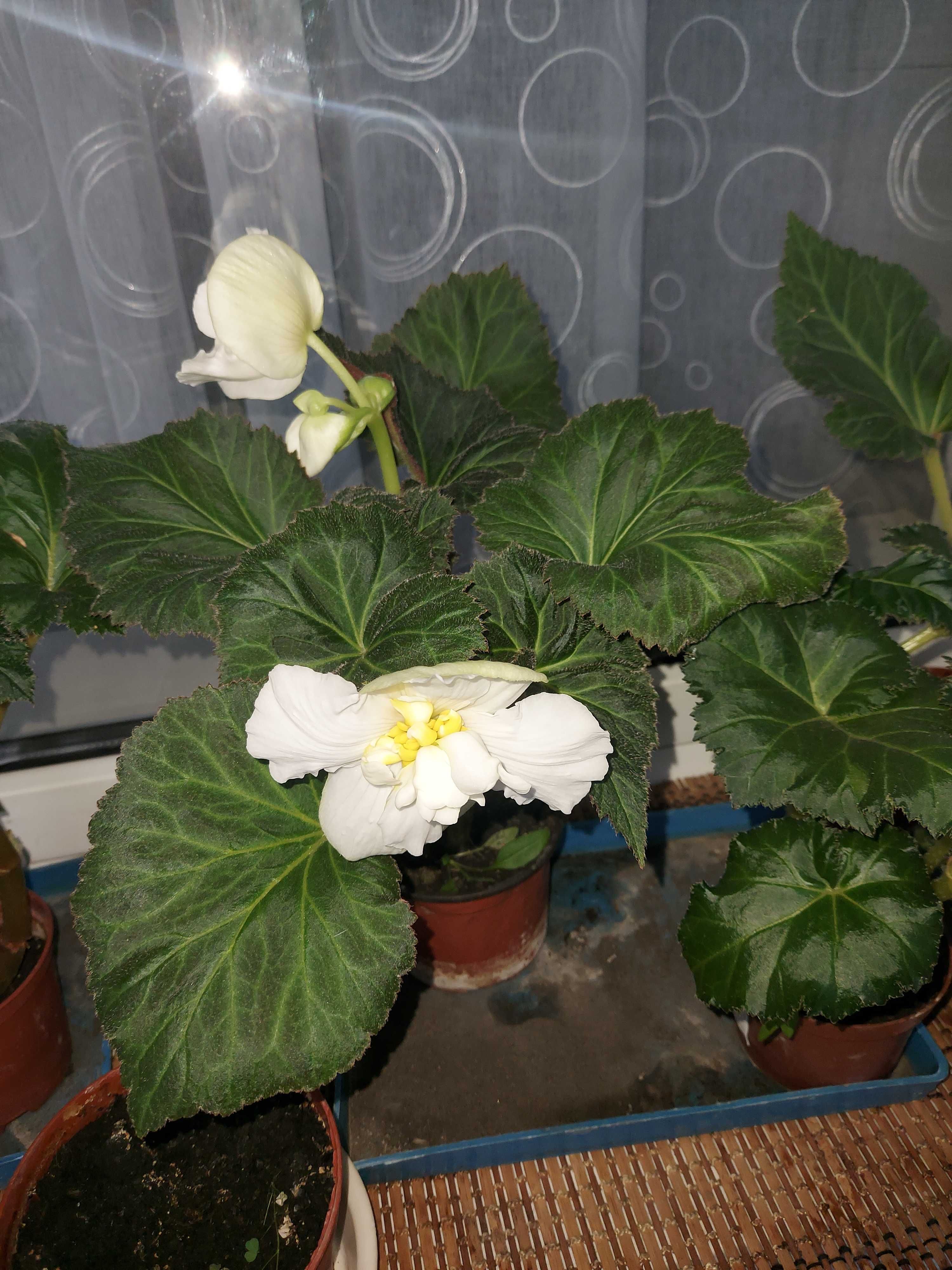 Продам бегонии и другие комнатные растения