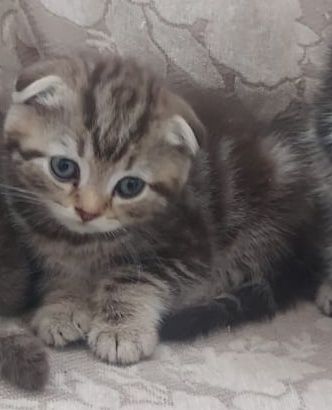 Чистокровная шотландская вислоухая девочка