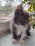 Миленький котёнок в хорошие руки