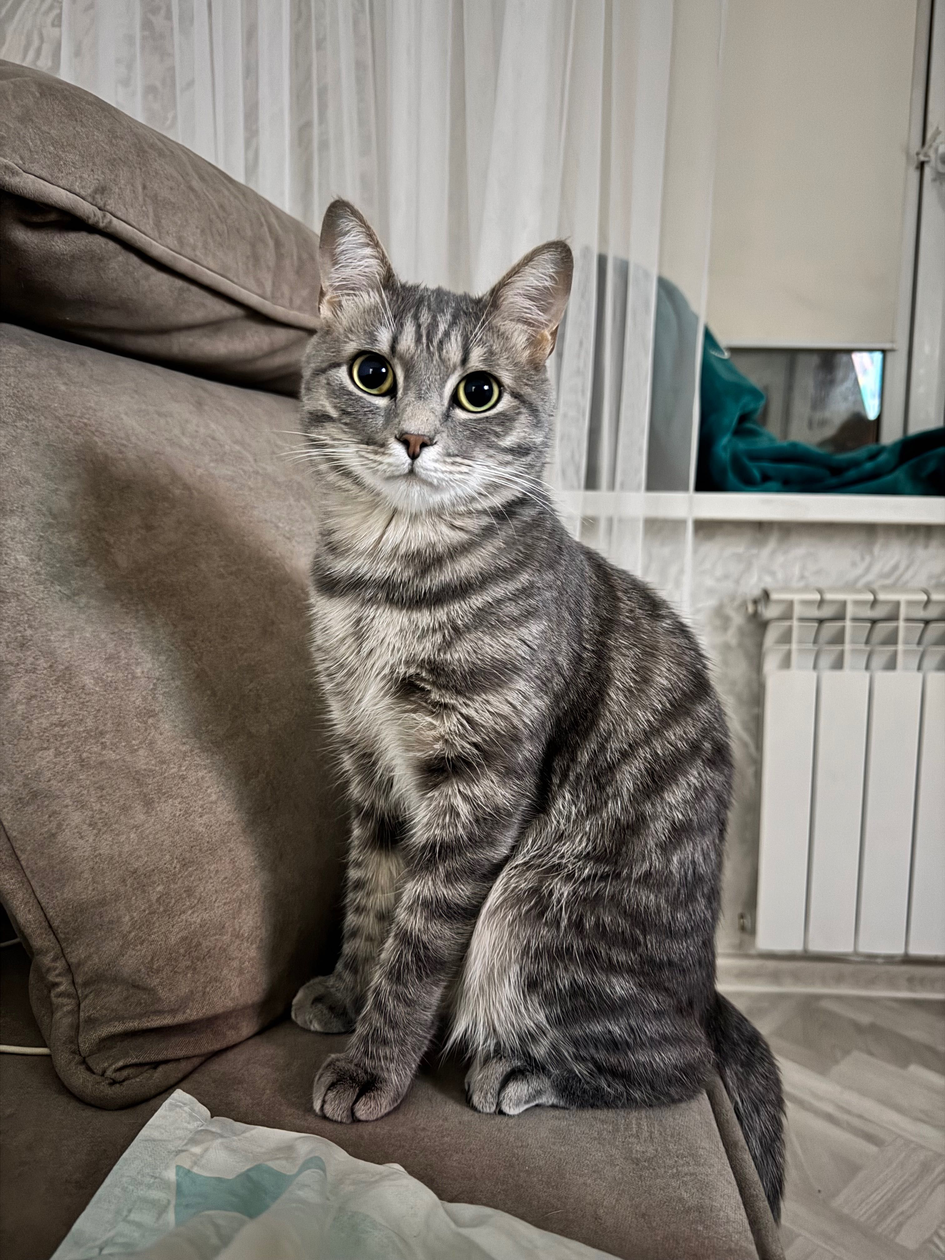 Отдам кота в хорошое руки