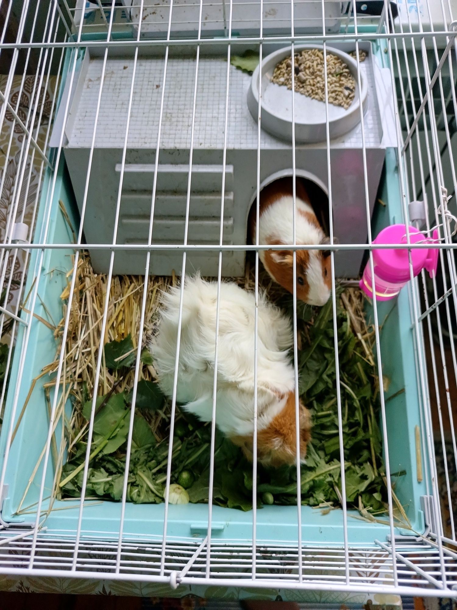 Продам морских свинок.