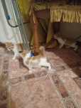 Отдам  бесплатно котят