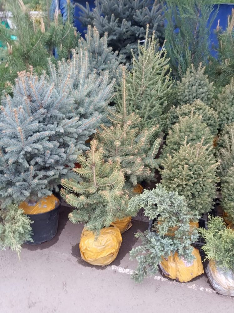Туя,голубая ель,сосна,плодовые деревья и декоративные кустарники.