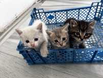 Котята в добрые руки