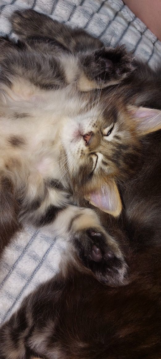 Котята мейн-кун!!!