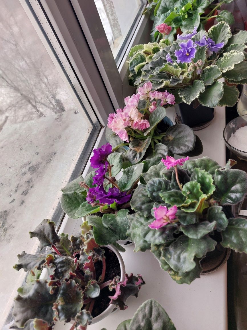 Продам цветы фиалки