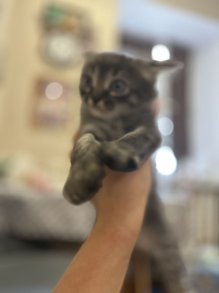 Отдам котят в добрые руки