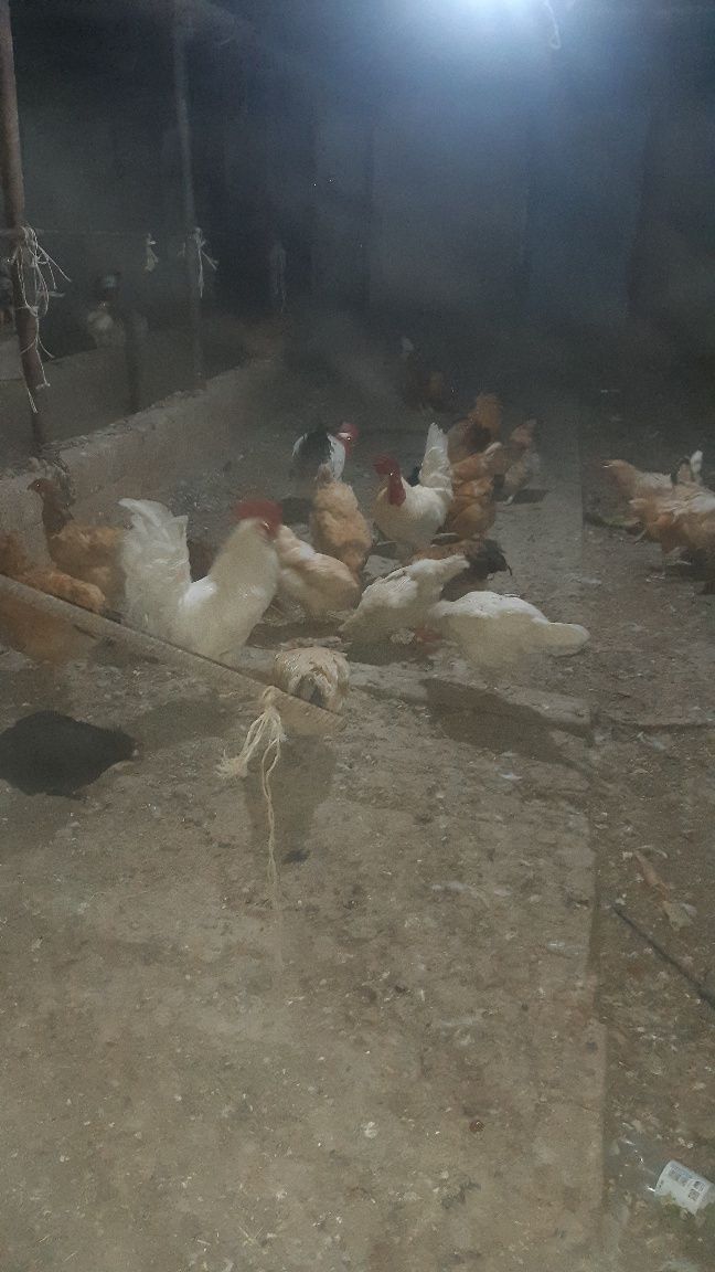 Продам курей, хорошо несутся