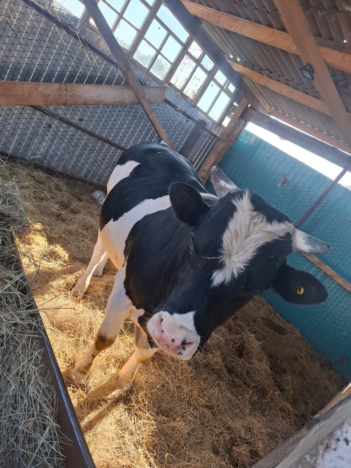 Продам 2 быка. 2 года и 1.5.
