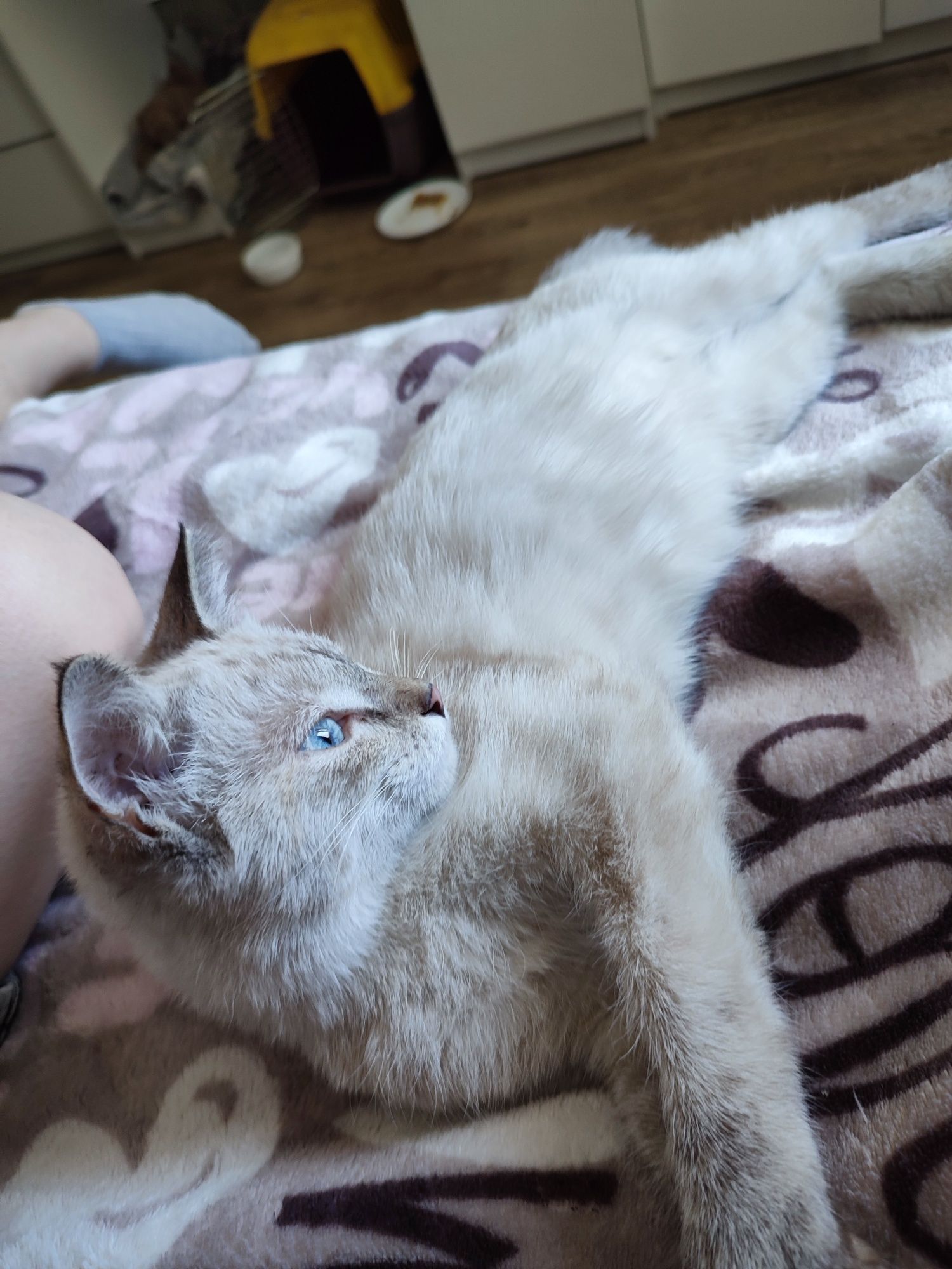 Отдам породистого котёнка в хорошие руки