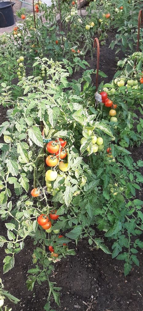 Продам помидоры домашние