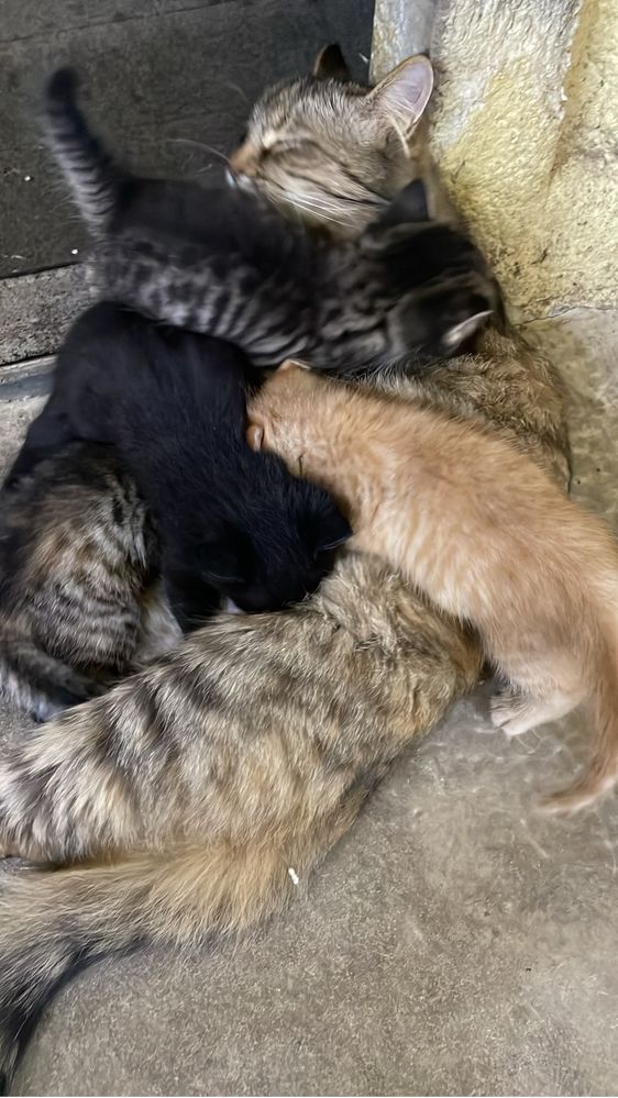 Отдам котят, доставим по городу бесплатно.