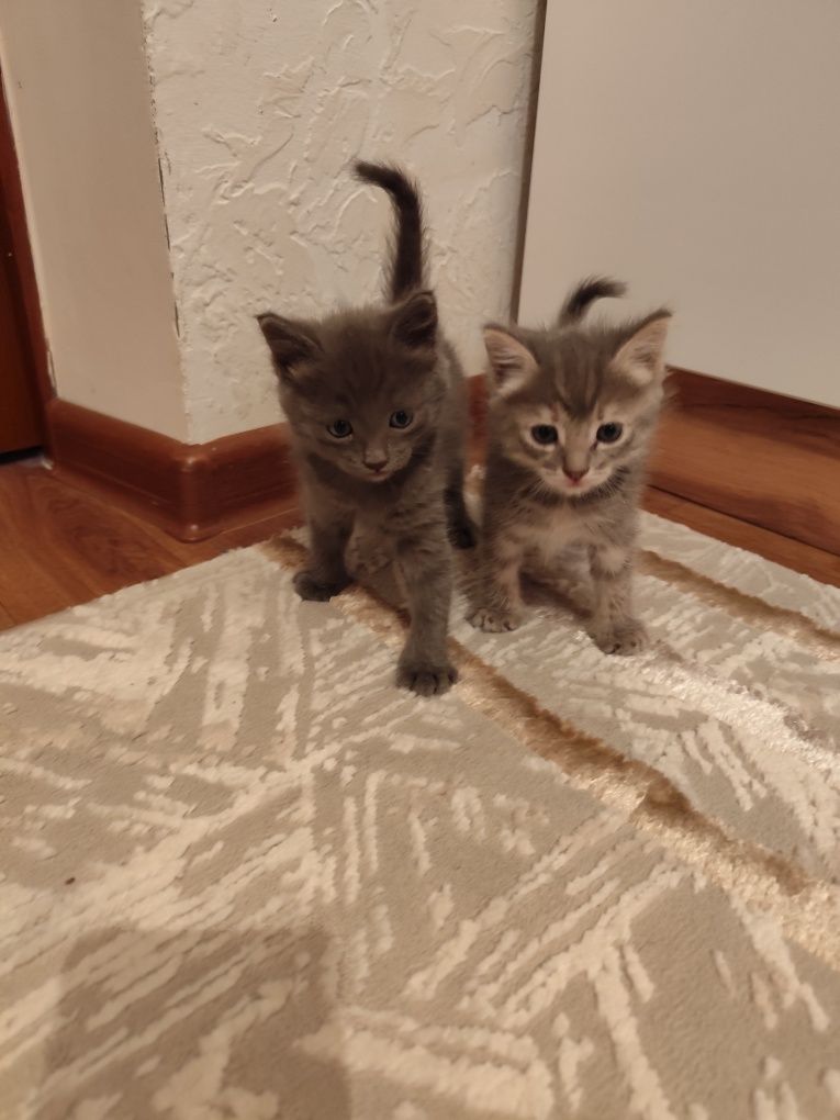 Котята отдам в добрые руки