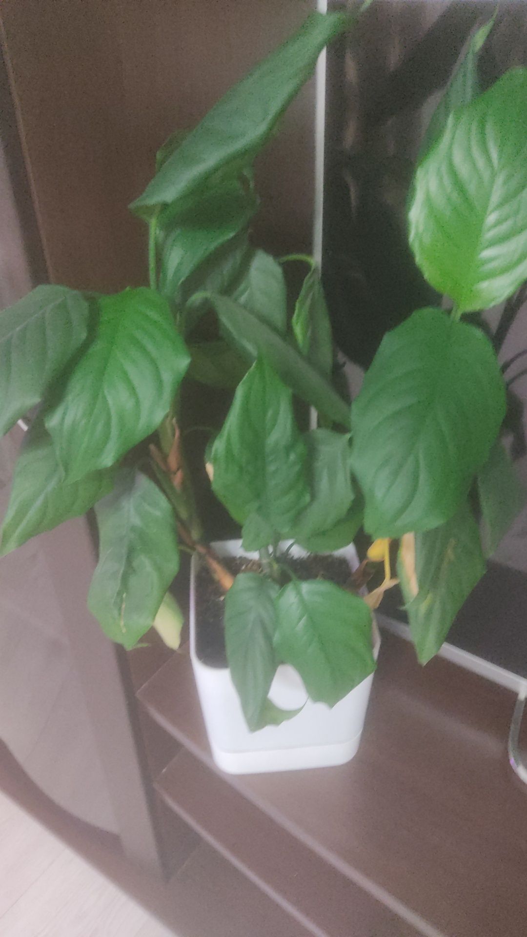 Продам цветы домашние  по доступным ценам