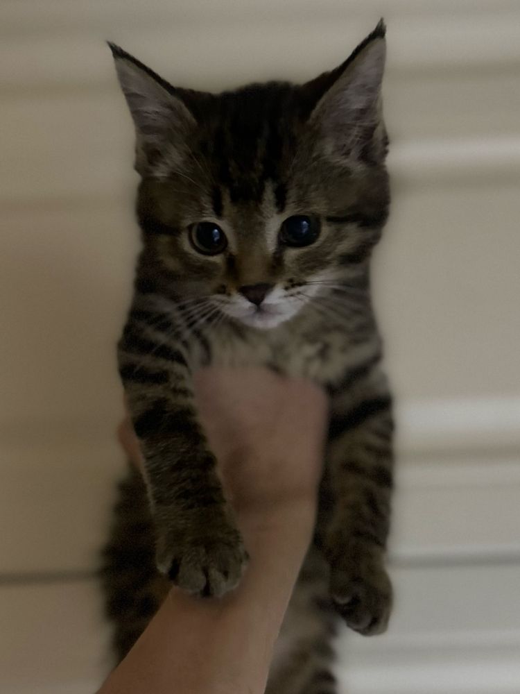 Котенок - девочка Кайя, 2 месяца