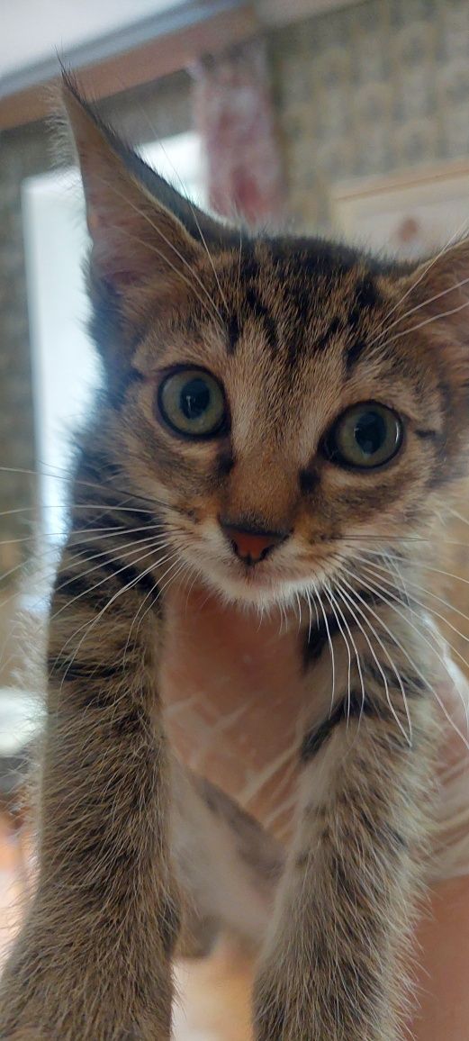 Котята. 2 месяца.