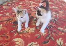 отдам в добрые руки котят