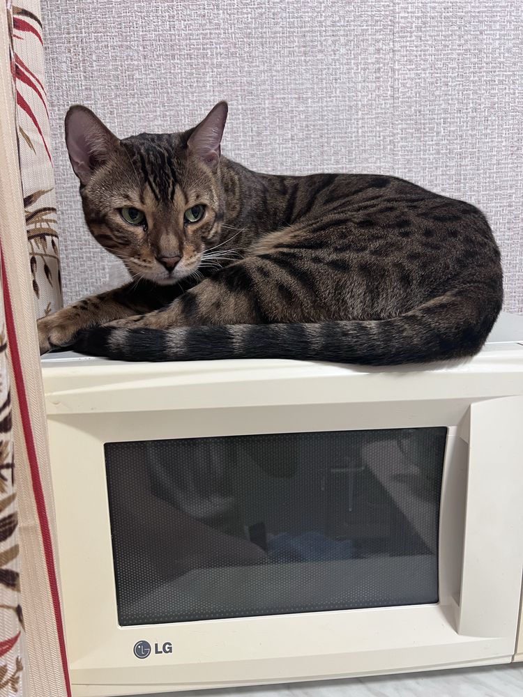 Бенгальский кот .