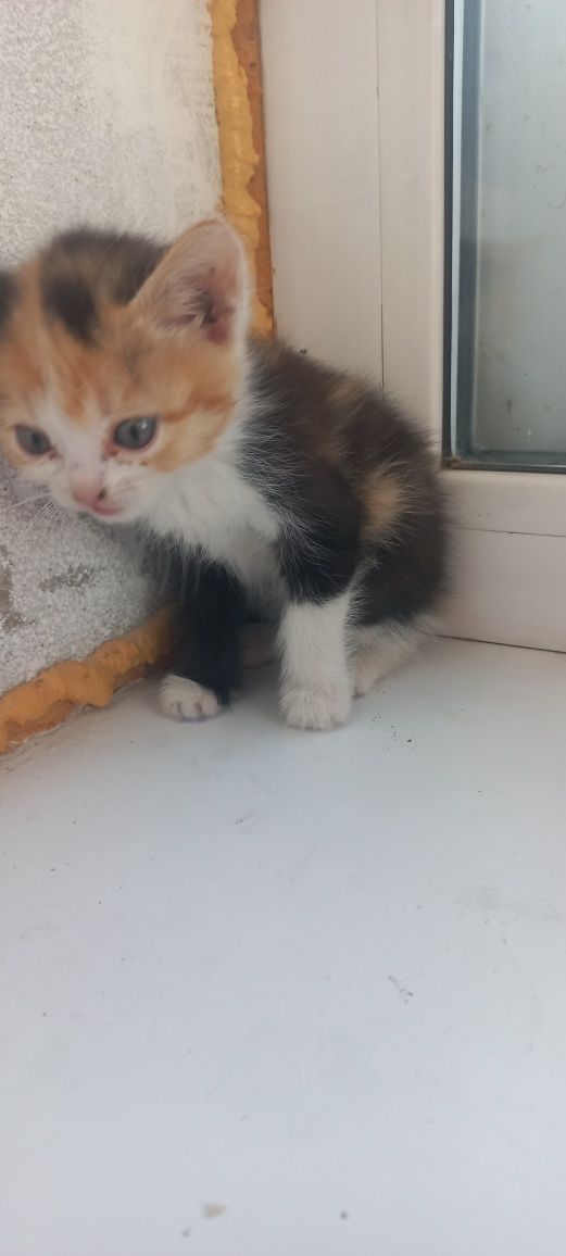 Отдам Котят в хорошие руки