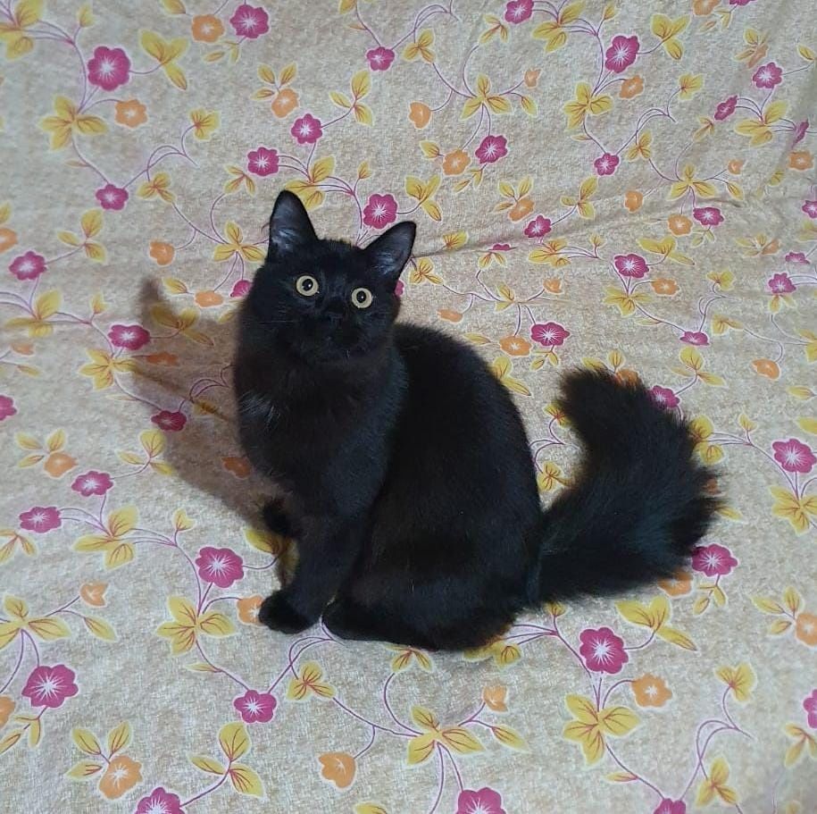 отдам котика в добрые руки