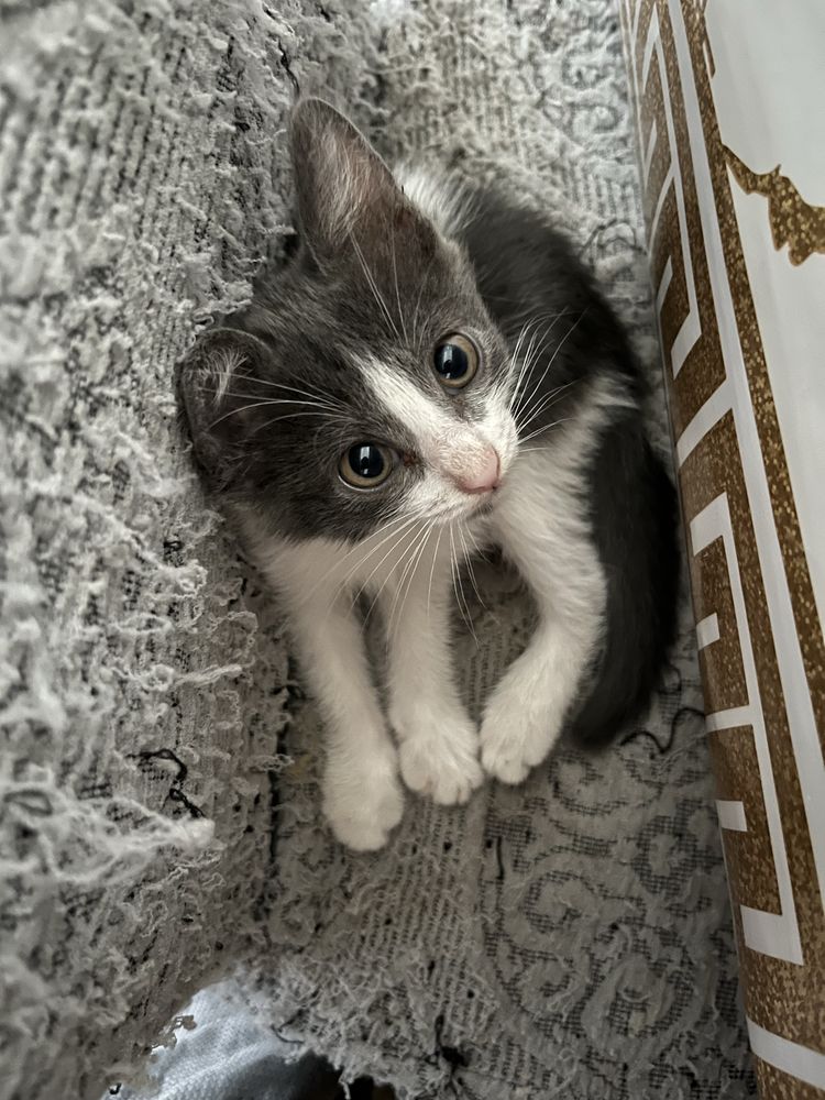Котята девочки в добрые руки