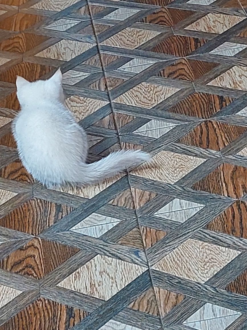 Котята,кошка   помесные домашние