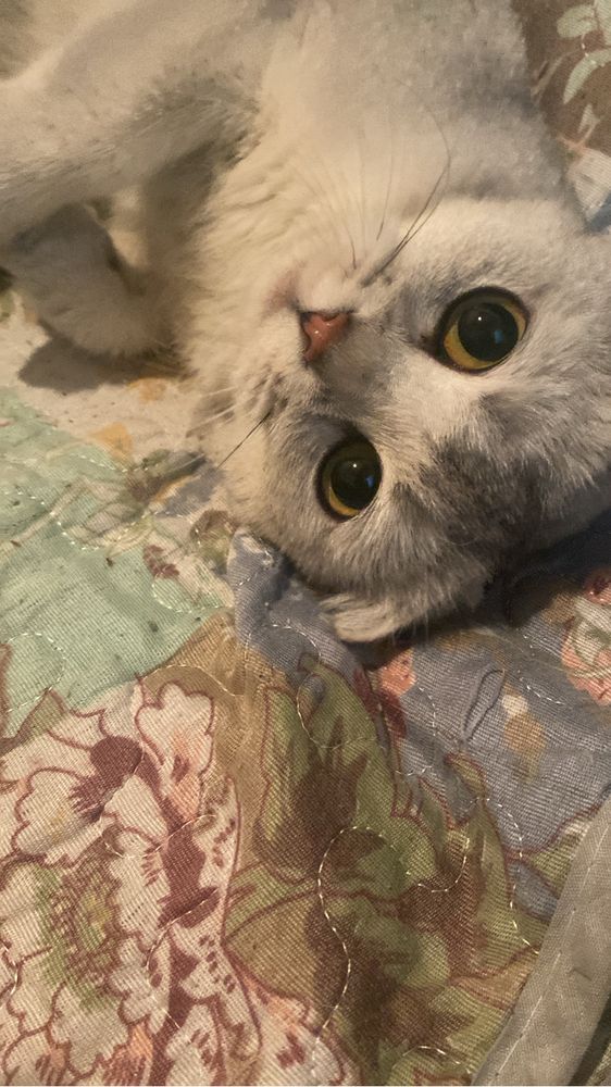 шотландский мысық 2 жаста