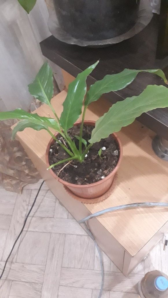 Продам розы домашние , уже большой куст , цветут